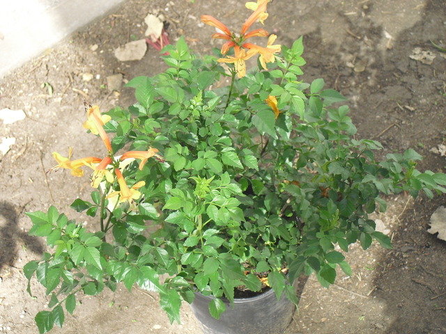 arx1313292817h.jpg