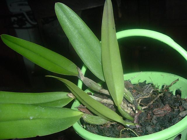 arx1313439790c.JPG