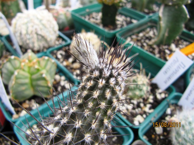 arx1313445123j.jpg