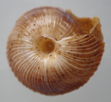 arx1313486595o.jpg
