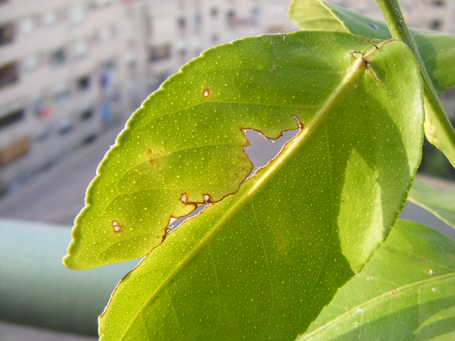 arx1313521143p.JPG