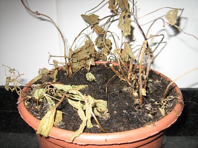 arx1313598662y.JPG
