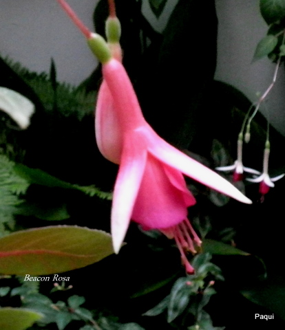 arx1313692549r.JPG