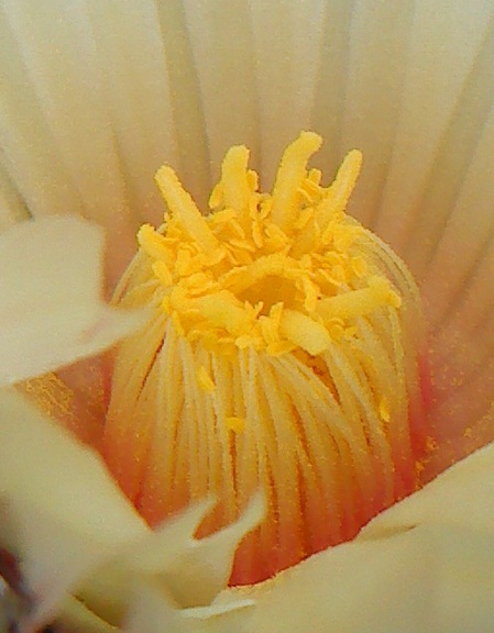 arx1313782376g.JPG