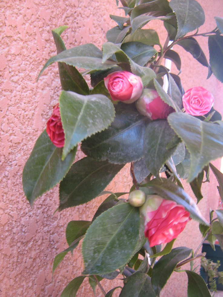 arx1313789542l.jpg