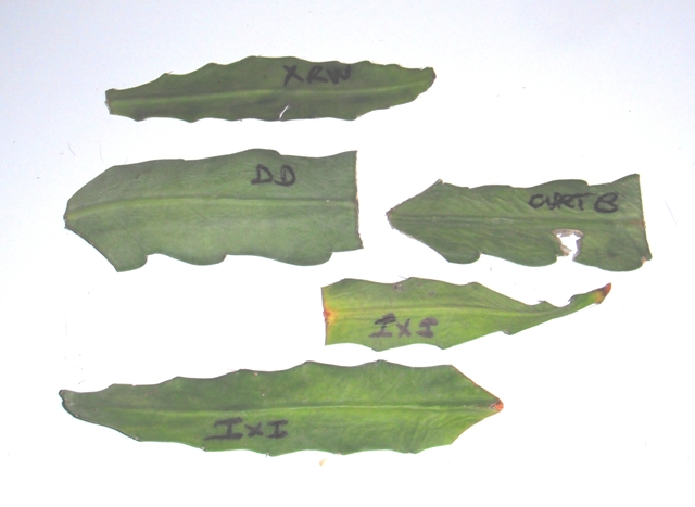 arx1314322036w.jpg