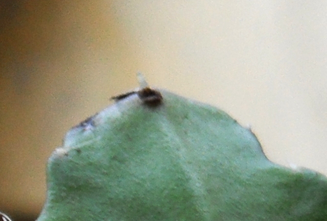 arx1314995509y.jpg