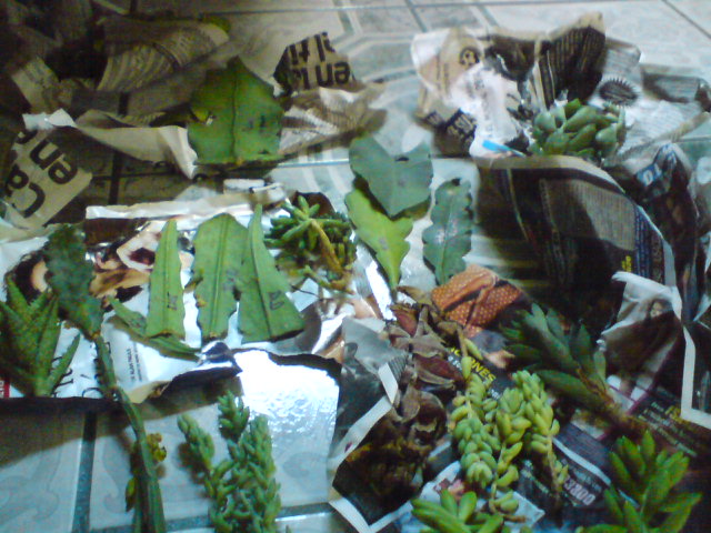 arx1316805034m.JPG