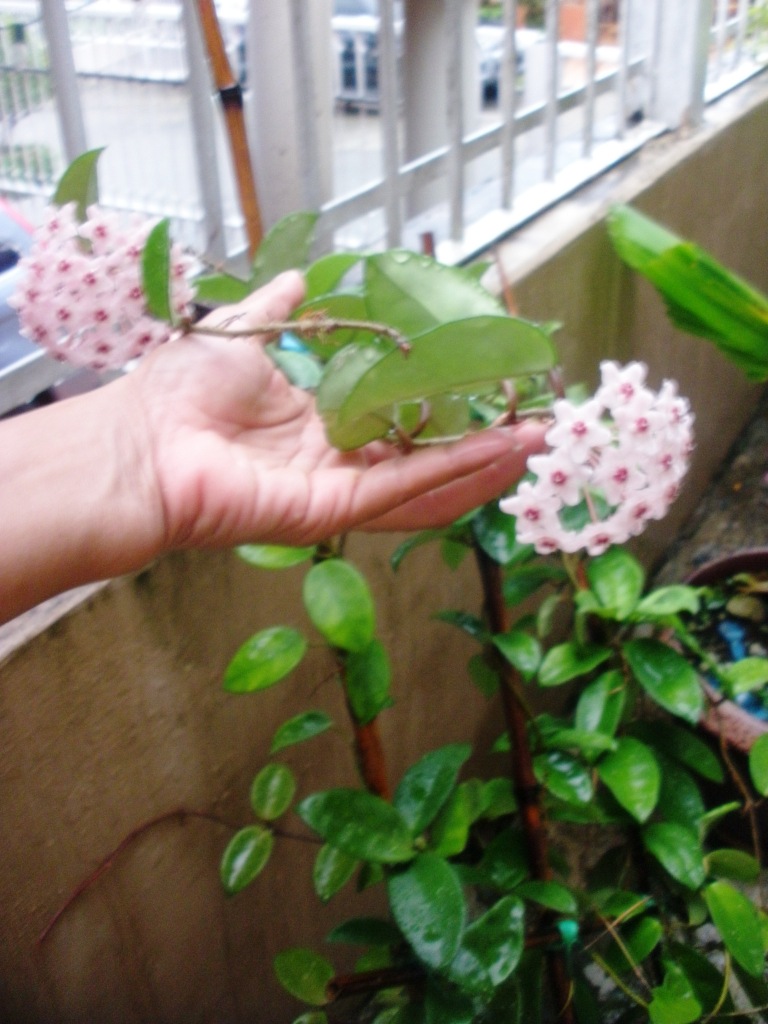 arx1319191485p.JPG