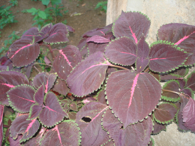 arx1325722766w.JPG