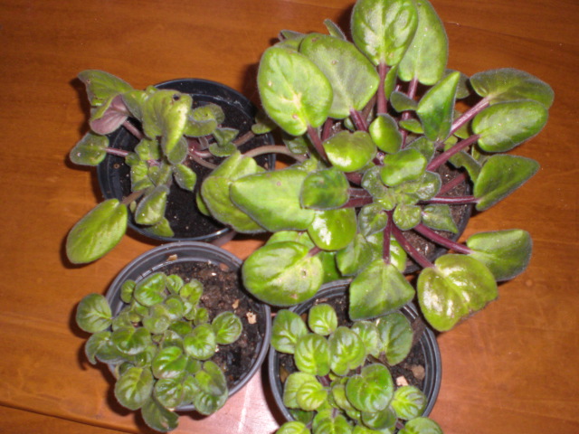 arx1328276155f.JPG