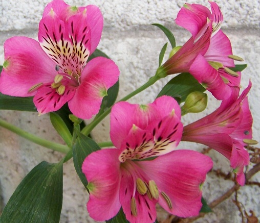 arx1331591823u.jpg