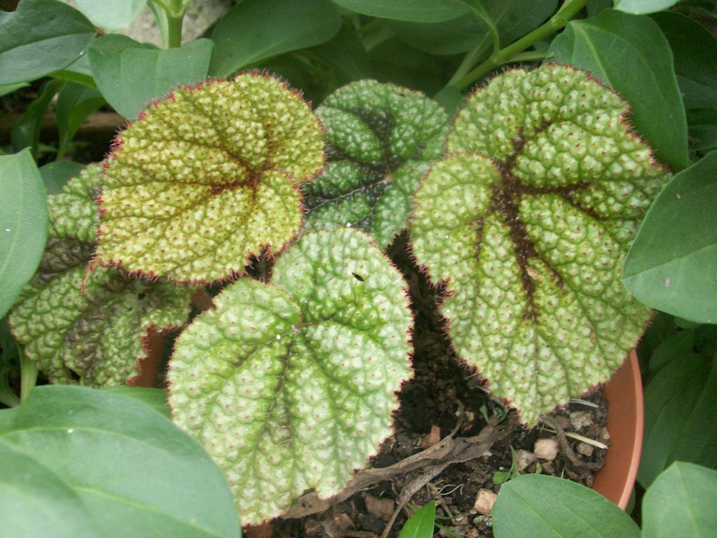 arx1335718127c.JPG