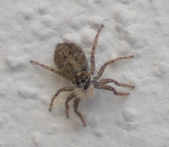 arx1337078925w.jpg