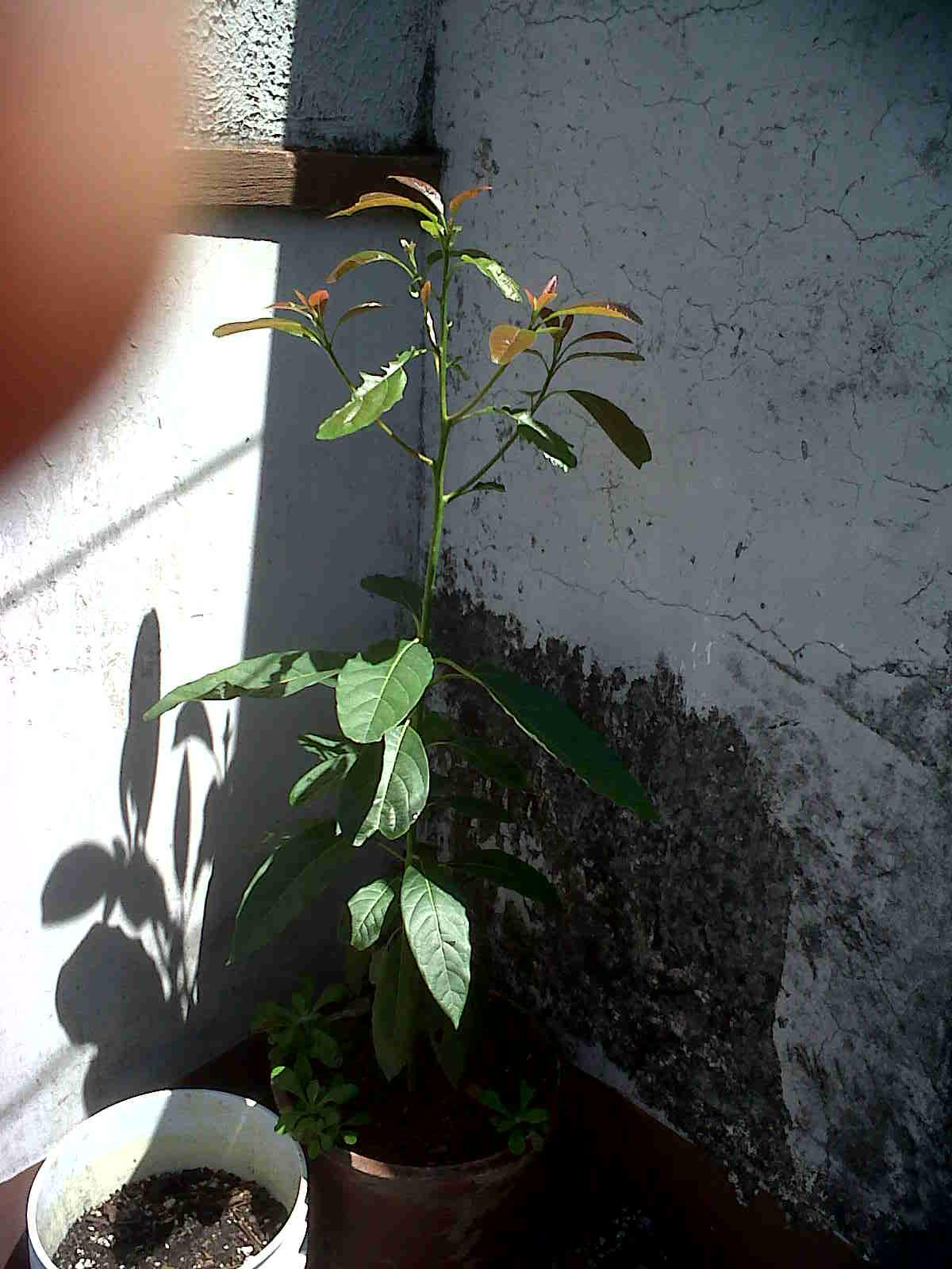 arx1337829390t.jpg