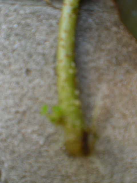 arx1338379281i.JPG