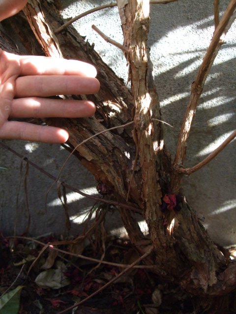 arx1343688852j.jpg
