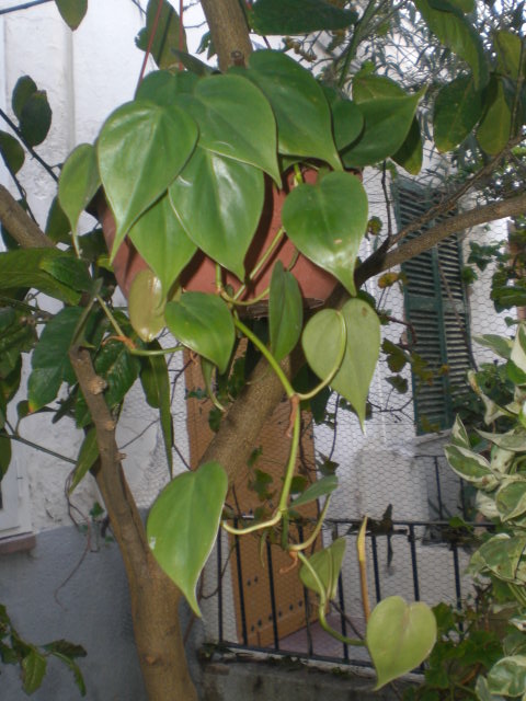 arx1360404125h.JPG