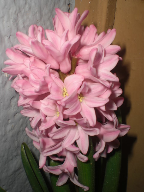 arx1363023017y.JPG