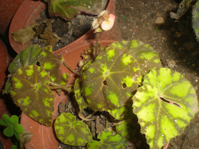 arx1363092530a.JPG