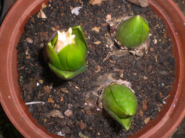 arx1363367634t.JPG
