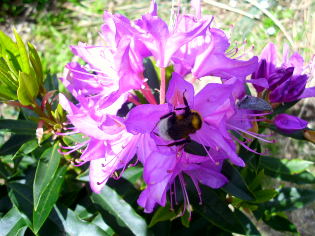 arx1369048893d.JPG