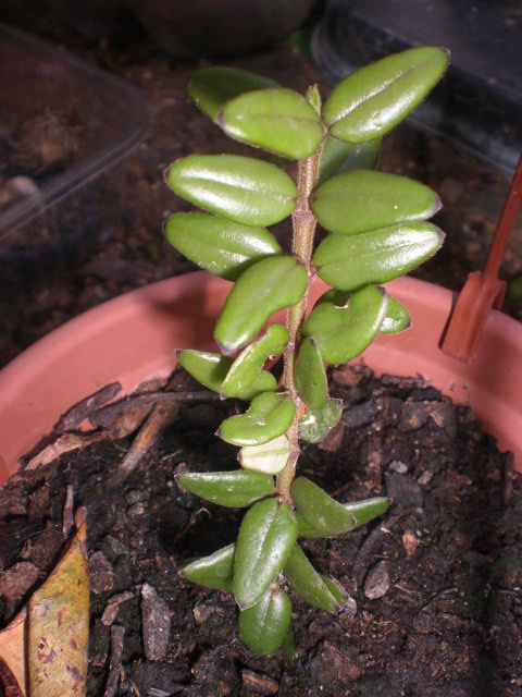 arx1369754462v.JPG