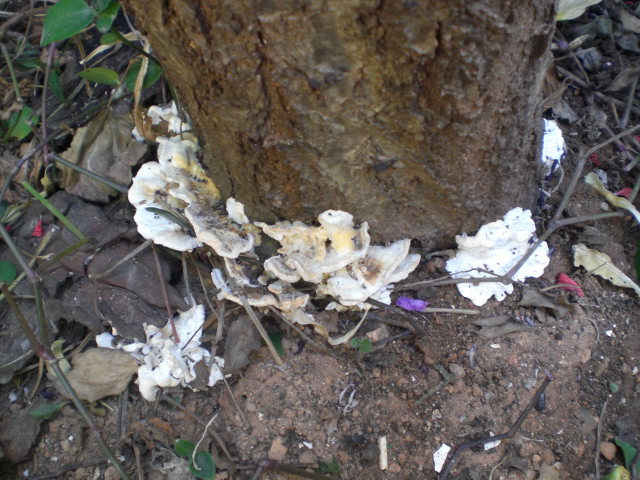 arx1370774753h.JPG