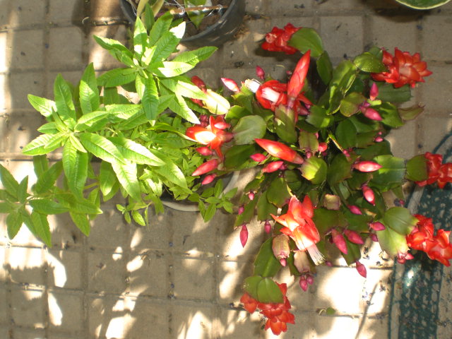 arx1371657758h.JPG