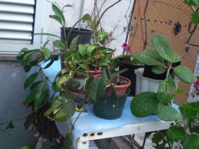 arx1372340101f.JPG