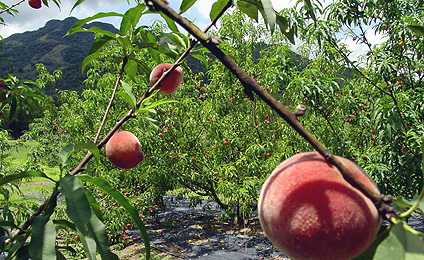 as2005050B3.jpg
