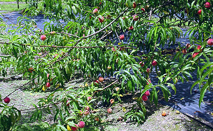 as2005050B5.jpg