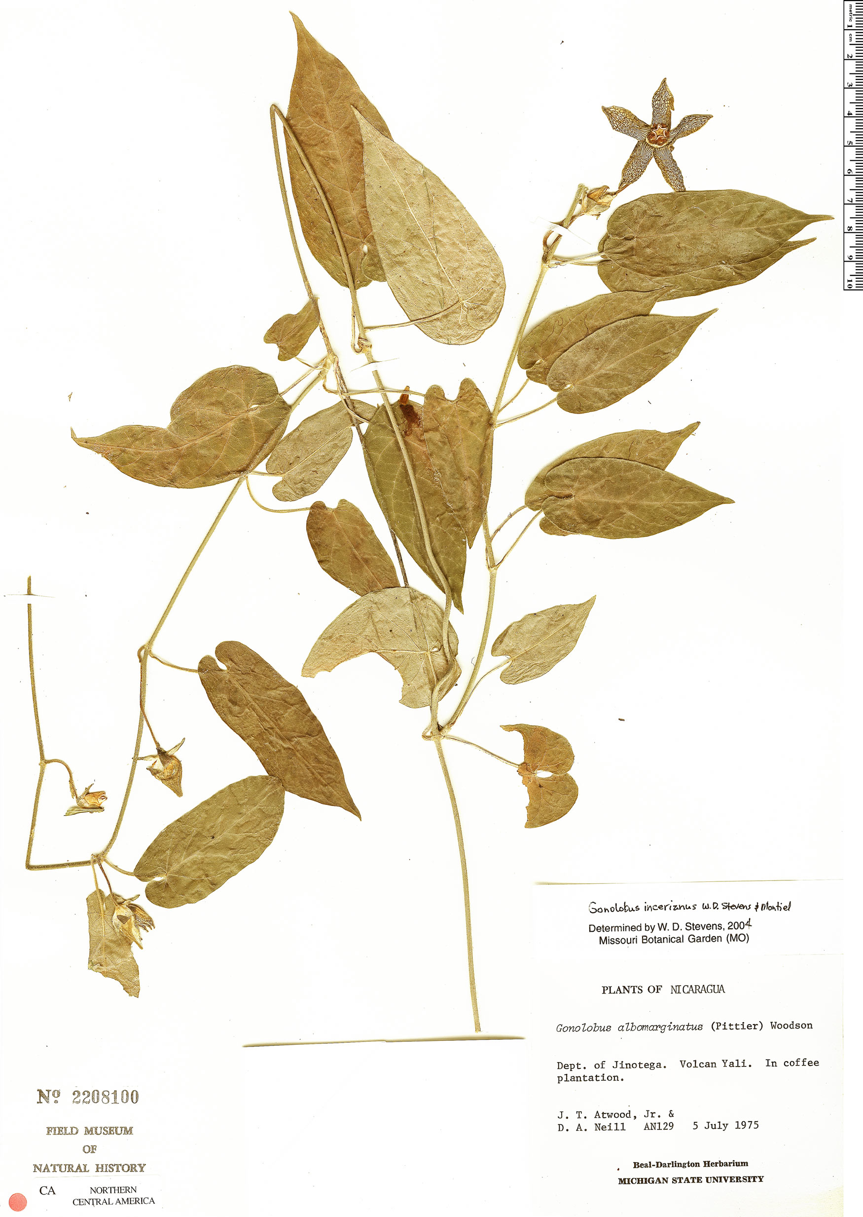 ASCL-gono-ince-2208100.jpg