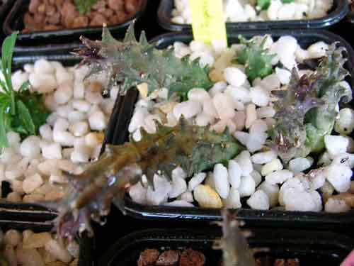 Asclep.jpg