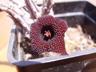AsclepdesconocidaRC29flor20091.jpg