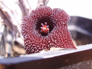 AsclepdesconocidaRC29flor20092.jpg