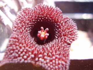 AsclepdesconocidaRC29flor20095.jpg