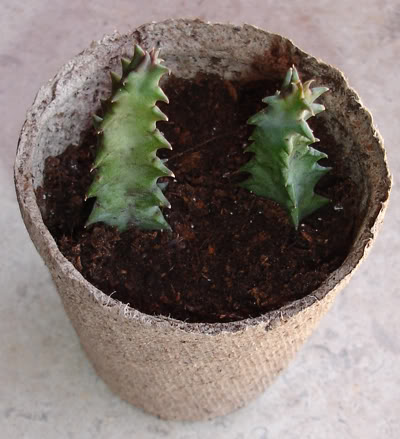 asclepiadacea0107_2008.jpg