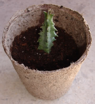 asclepiadacea0207_2008.jpg