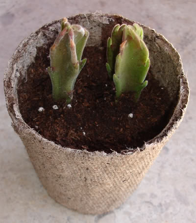 asclepiadacea0307_2008.jpg