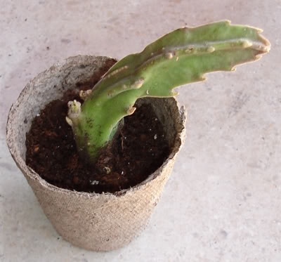 asclepiadacea0407_2008.jpg