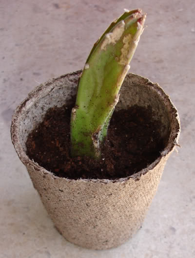 asclepiadacea0507_2008.jpg