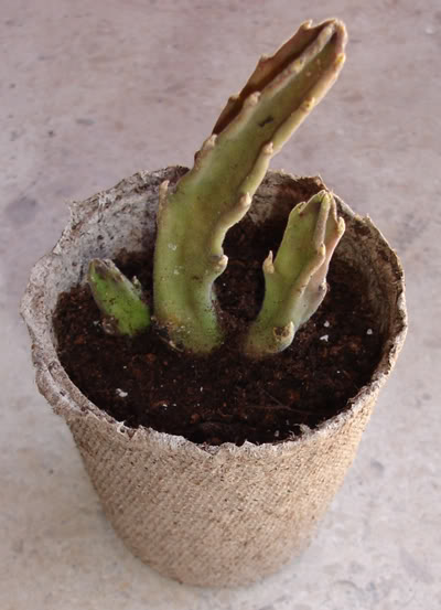 asclepiadacea0607_2008.jpg