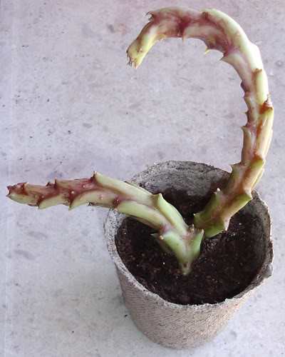 asclepiadacea0707_2008.jpg