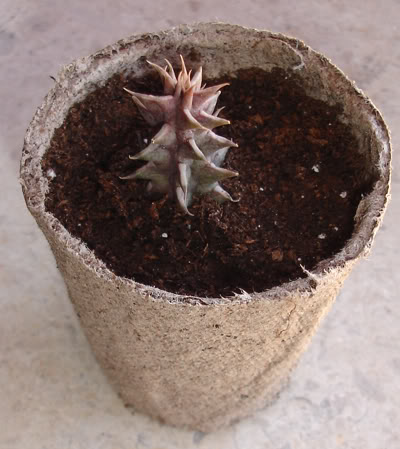 asclepiadacea082007_2008.jpg