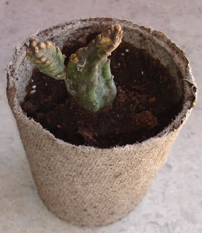 asclepiadacea0907_2008.jpg