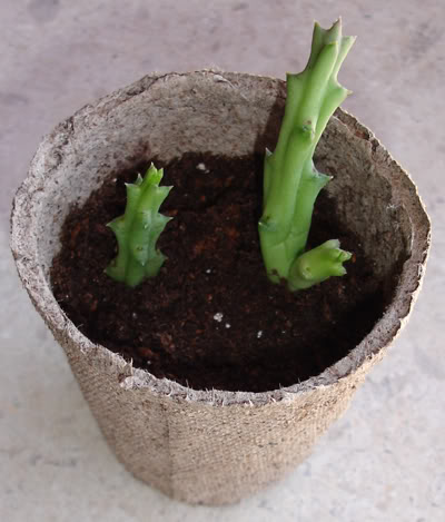 asclepiadacea1007_2008.jpg