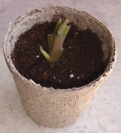 asclepiadacea1107_2008.jpg