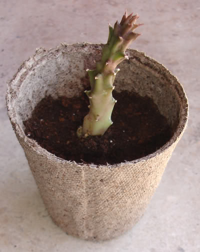 asclepiadacea1207_2008.jpg