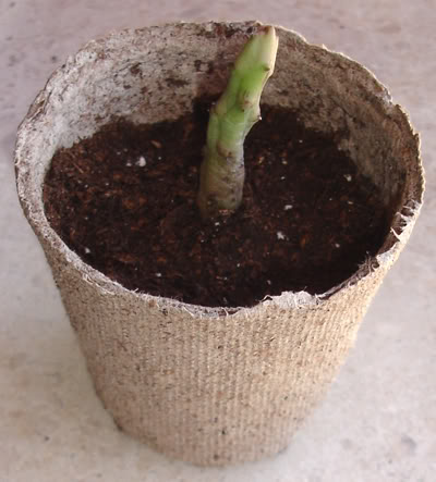 asclepiadacea1307_2008.jpg